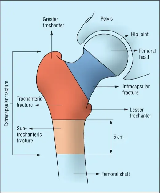 Photo Adapted from McDonough et al. (2021).