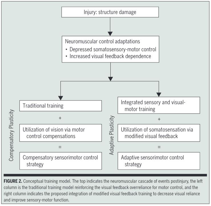 Diagram showing post-injury neuromuscular adaptations leading to traditional training with vision compensation or integrated sensory-visual training for adaptive control.